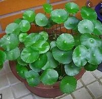 70% off on Air purifying plants